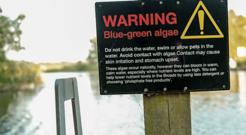 warning blue greenalgae sign in front of a lake