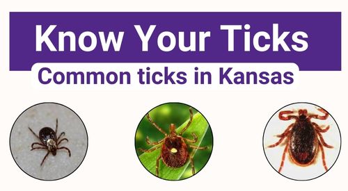 title that says know your ticks common ticks in Kansas and an image of 3 different types of ticks