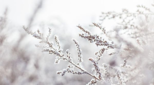 close up on tree branch covered in snow